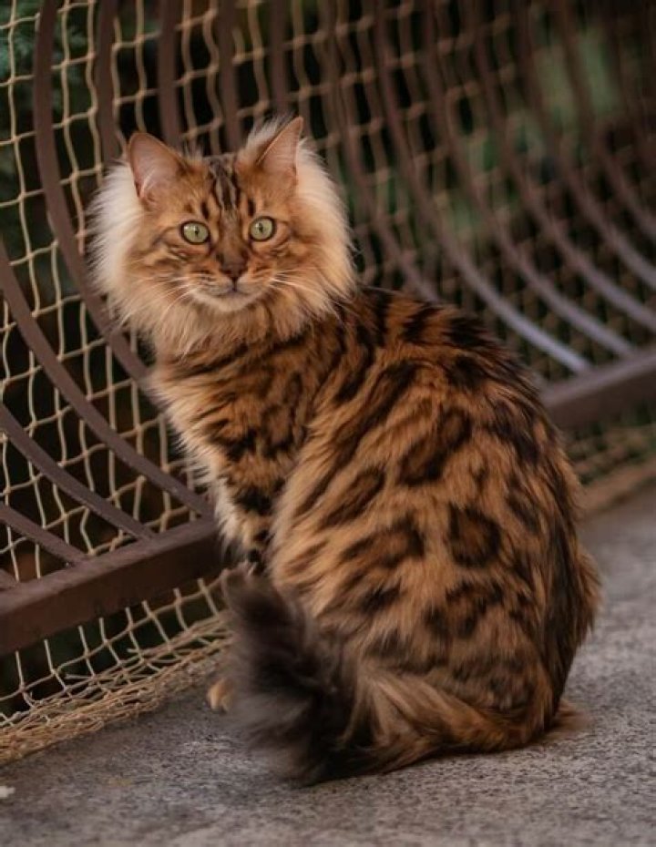 Cashmere Cat