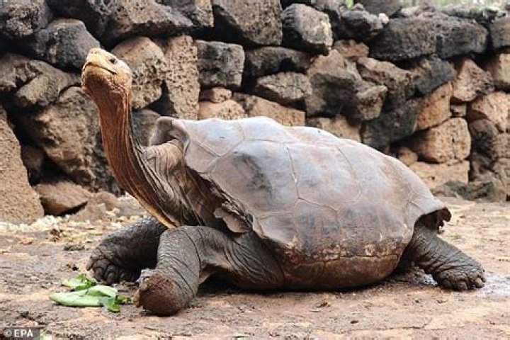 diego galapagos tortoise