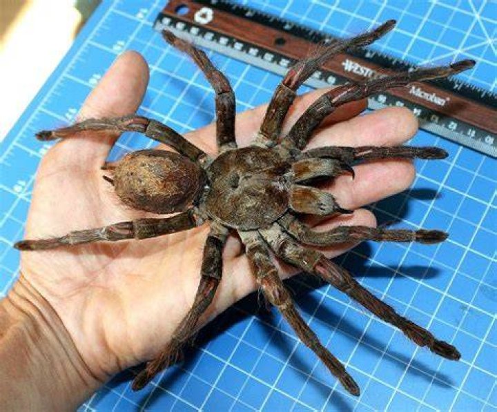 Goliath Birdeater