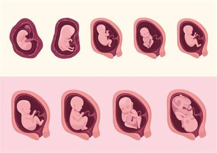 Gravid - Uke for Uke