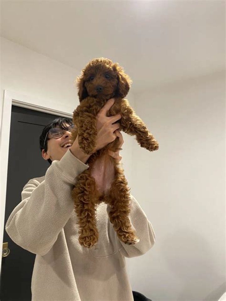 Kyedae Pets
