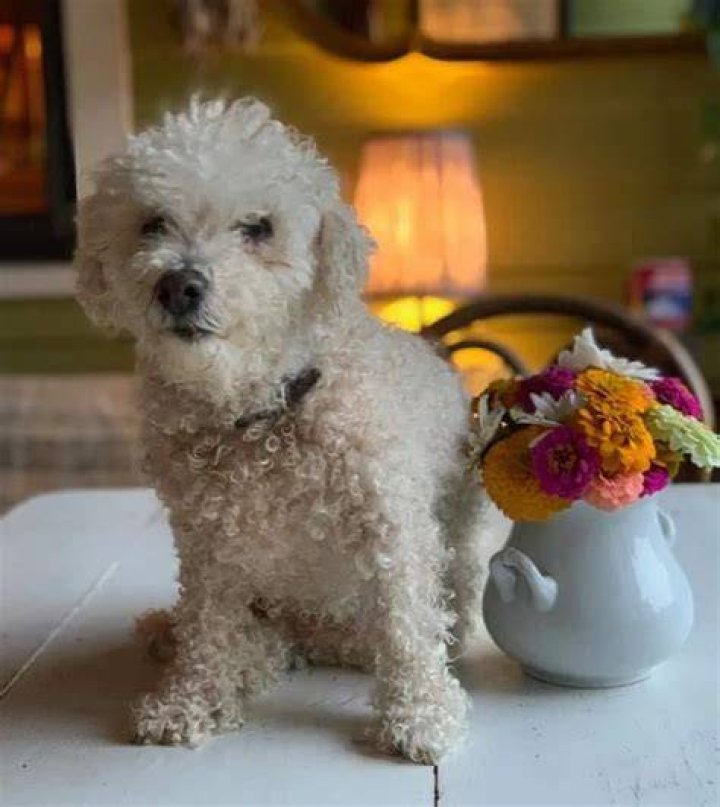 Parker Posey Pets