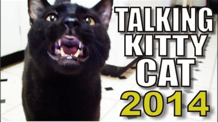 Talking Kitty Cat